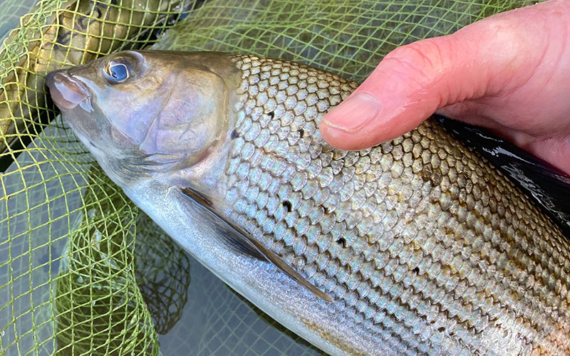Grayling Scotland