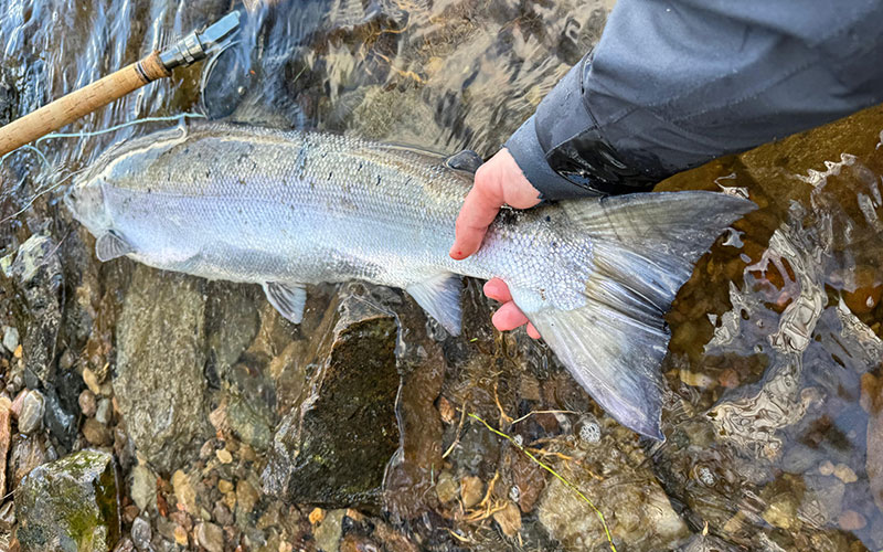 catching fish in Scotland