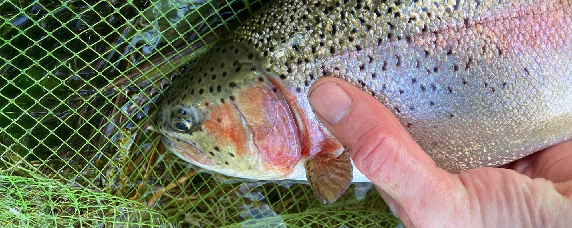 catching rainbow trout in Scotland
